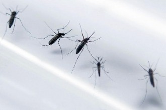 Murieron dos personas por dengue en la Ciudad de Buenos Aires