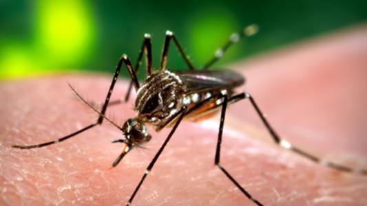 Salta: murió un joven de 20 años por dengue