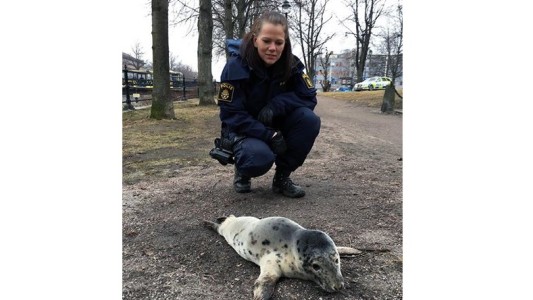 Suecia: la historia de la foca bebé que enamora en Facebook