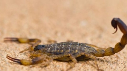 Santa Fe: murió un nene de 3 años que fue picado por un alacrán