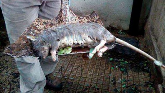 Apareció una rata gigante en Paraná