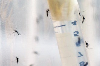 La OMS aprobó el uso de la primera vacuna contra el dengue en países endémicos