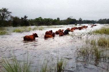El precio de la carne subirá si continúan las lluvias intensas