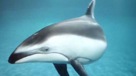 Emotivo parto de un delfín en un acuario de Chicago