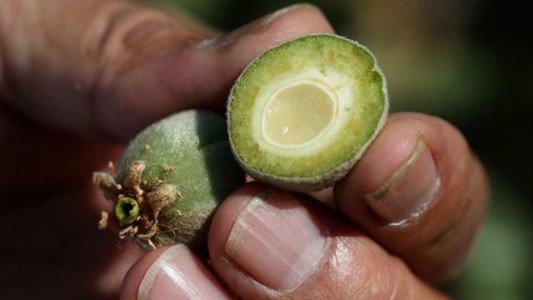 Misterio en Estados Unidos: por qué se roban toneladas de almendras