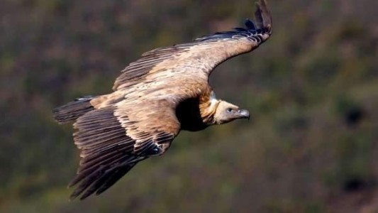 Una pareja de buitres gay incuba un huevo rechazado por una hembra de la misma especie