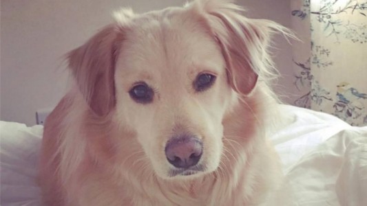 #EsViral La emoción de un perro cuando se reencuentra con su dueña, luego de 7 meses separados