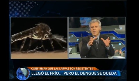 Dengue: advierten que los huevos del mosquito sobreviven un año y resisten el frío