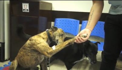 Original campaña que apela a la adopción responsable de animales