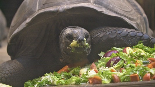 A la sombra de Internet crece el tráfico ilegal de animales