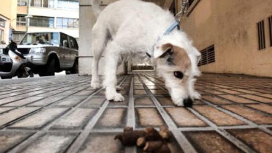 Preocupación por las enfermedades que generan los excrementos de perros y gatos en las veredas
