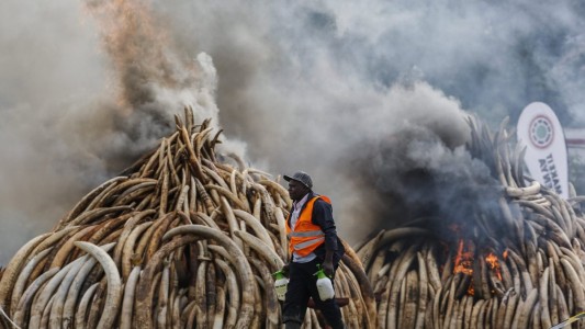 Quemaron los colmillos de 6.700 elefantes incautados a cazadores de marfil