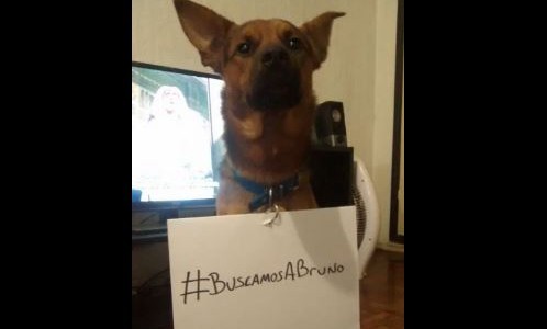 Perros en campaña para encontrar a Bruno