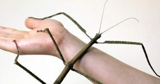 China: hallaron el insecto más largo del mundo