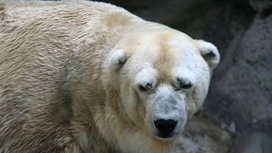 El único oso polar de la Argentina, con graves "signos de decaimiento"