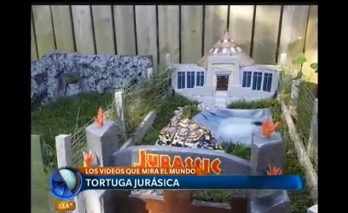 La tortuga jurásica y los videos que mira el mundo