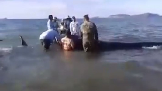 Rescataron a tres de 27 ballenas varadas en una playa de México