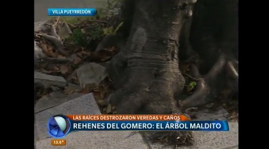 Rehenes del gomero: el árbol maldito