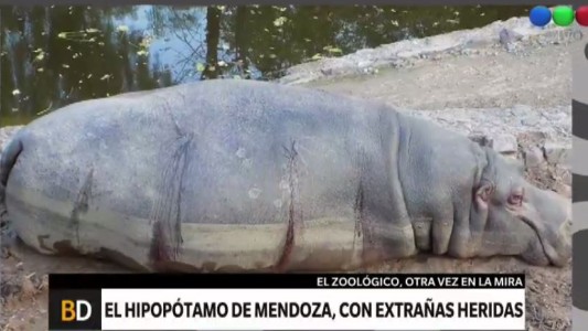 Denuncian que balearon a un hipopótamo en el Zoo de Mendoza