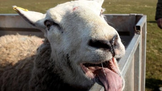 Hallan a ovejas en "espiral psicótica" tras haber consumido cannabis