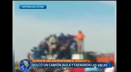 Volcó un camión jaula en Santiago del Estero y los vecinos faenaron 20 vacas