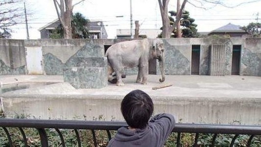 A los 69 años, murió "el elefante más solitario del mundo"