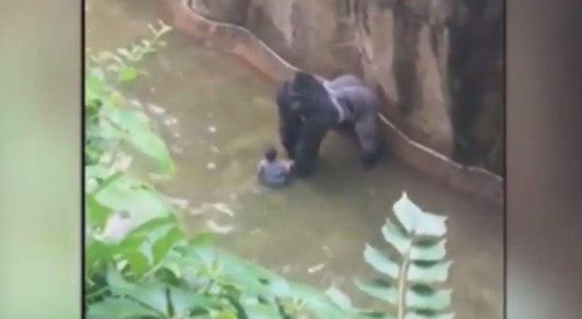 EE.UU.: mataron a un gorila para salvar la vida de un nene de 4 años