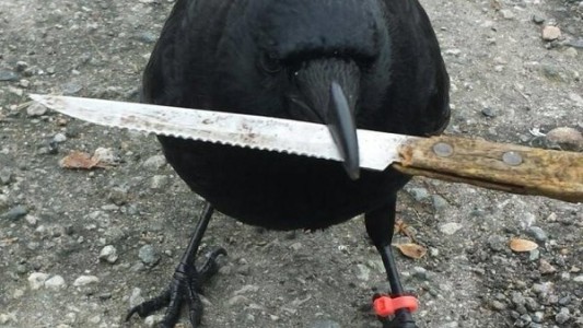 Conocé al cuervo que trató de robarse un cuchillo de la escena de un crimen