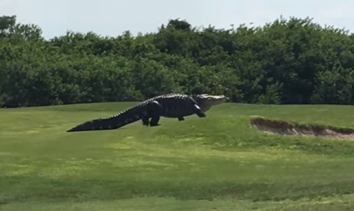 El cocodrilo gigante que se paseó en un campo de golf de Florida