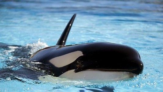 La historia de la Orca Morgan que es sorda y se comunica con gestos