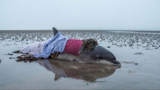 Por un error con el GPS del auto, se perdió y salvó a un delfín