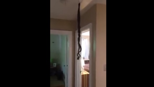 Encontró dos serpientes trenzadas y atascadas en el techo de su casa