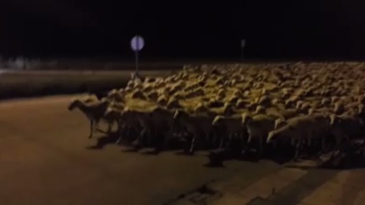Un pastor se queda dormido y 1.300 ovejas se le van de paseo por las calles del pueblo