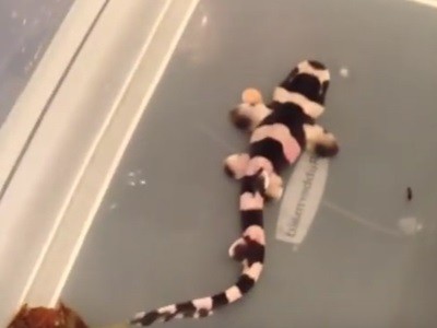 #EsViral Cómo nace un tiburón bambú