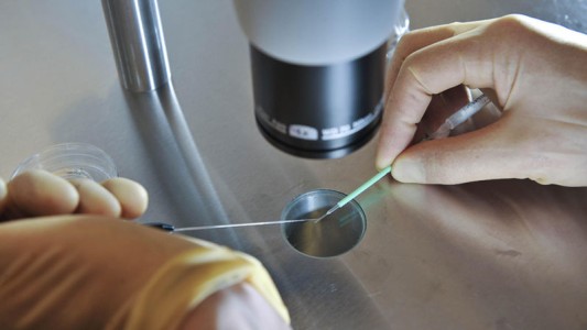 Autorizan fecundación de una mujer con el semen de su cónyuge muerto