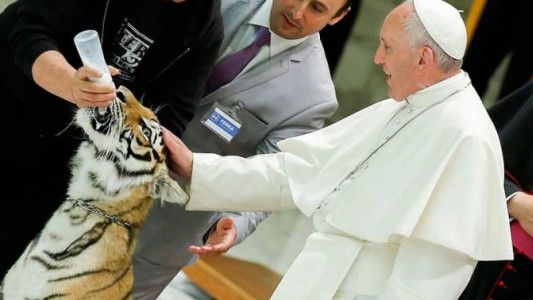 Video: el susto del Papa Francisco al acariciar un tigre