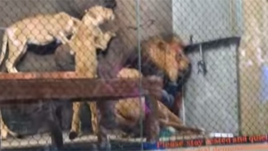 Conmoción en Oregon: le cortaron la cola a un león en un zoo
