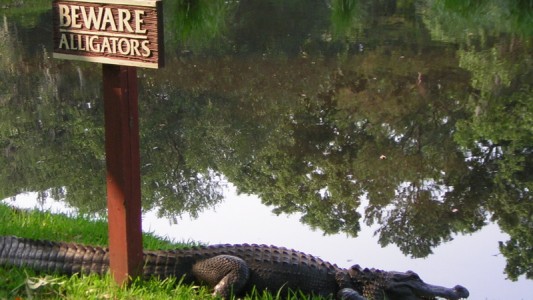 En Disney pondrán carteles para advertir sobre los cocodrilos