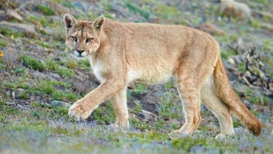 Una mujer salvó a su hijo de cinco años del ataque de un puma