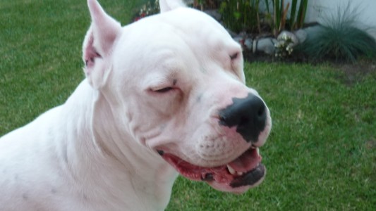 Bebé murió tras ser atacado por el perro de la familia