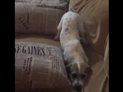 #EsViral El susto del perro con una película de terror