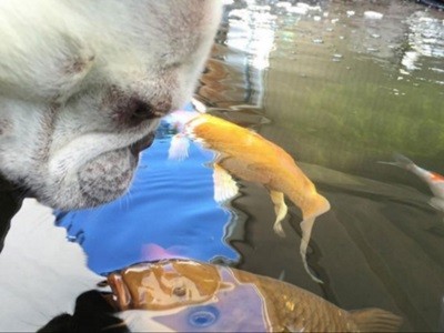 #EsViral la insólita amistad entre Daisy y Frank