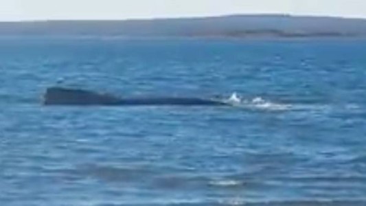 Intentan rescatar a una ballena franca austral que está varada desde el viernes