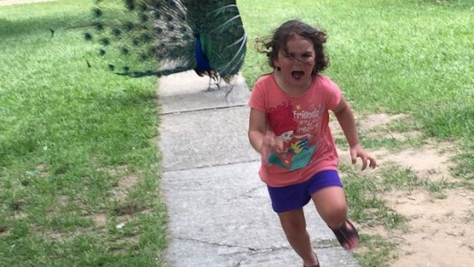 La nena que huyó del pavo real y se convirtió en meme