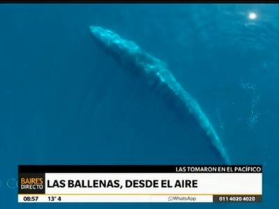 Las ballenas, desde el aire
