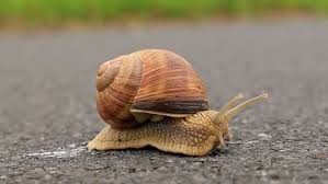 Volcó el auto que manejaba al pisar baba de caracol