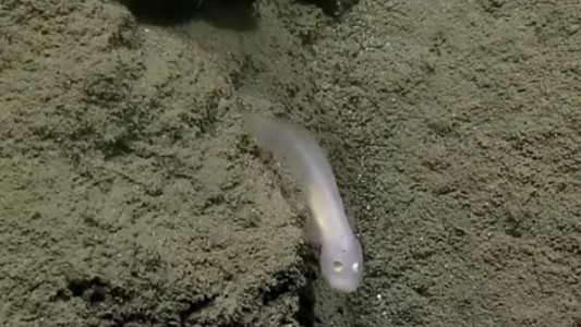 El inusual hallazgo de un “pez fantasma” que genera asombro entre científicos