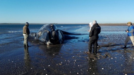 Murió la ballena franca austral que estuvo ocho días varada en la costa