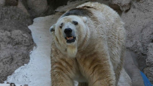 Mendoza: murió el oso polar Arturo