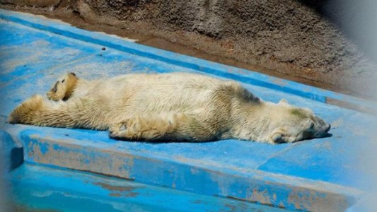 Greenpeace: "Arturo deber marcar el fin de los animales en cautiverio para fines comerciales"